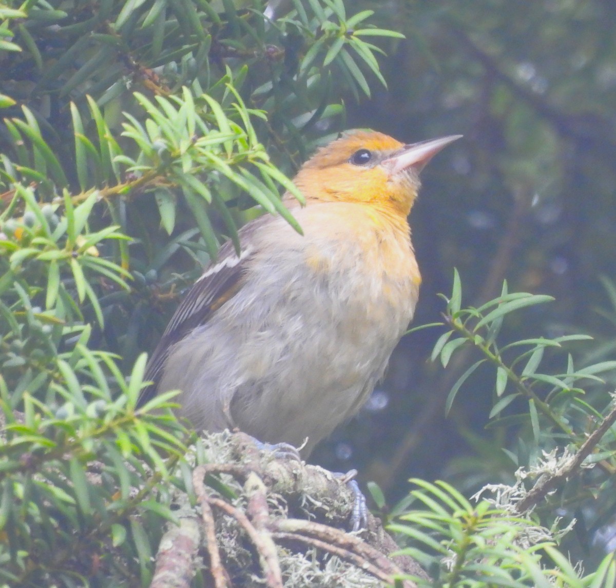 Bullock's Oriole - ML642675231