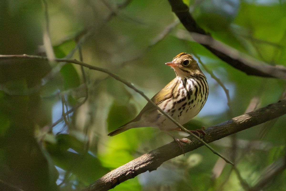 Ovenbird - ML642675232