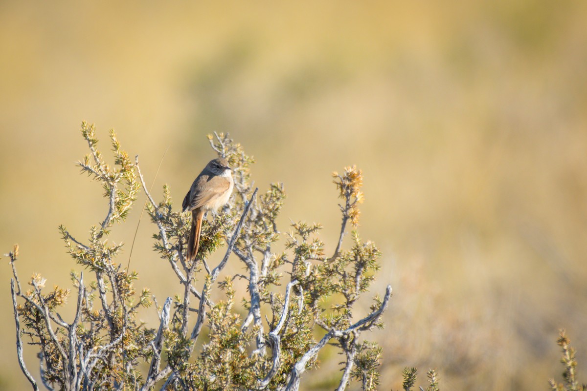 Cordilleran Canastero - ML642675237