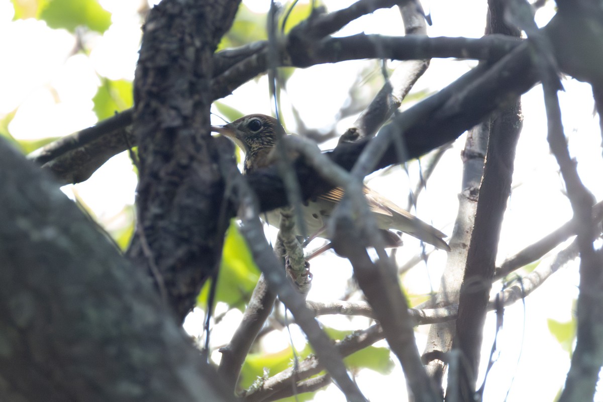 Wood Thrush - ML642675238