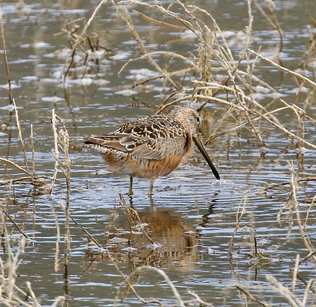 Short-billed Dowitcher - ML642675244