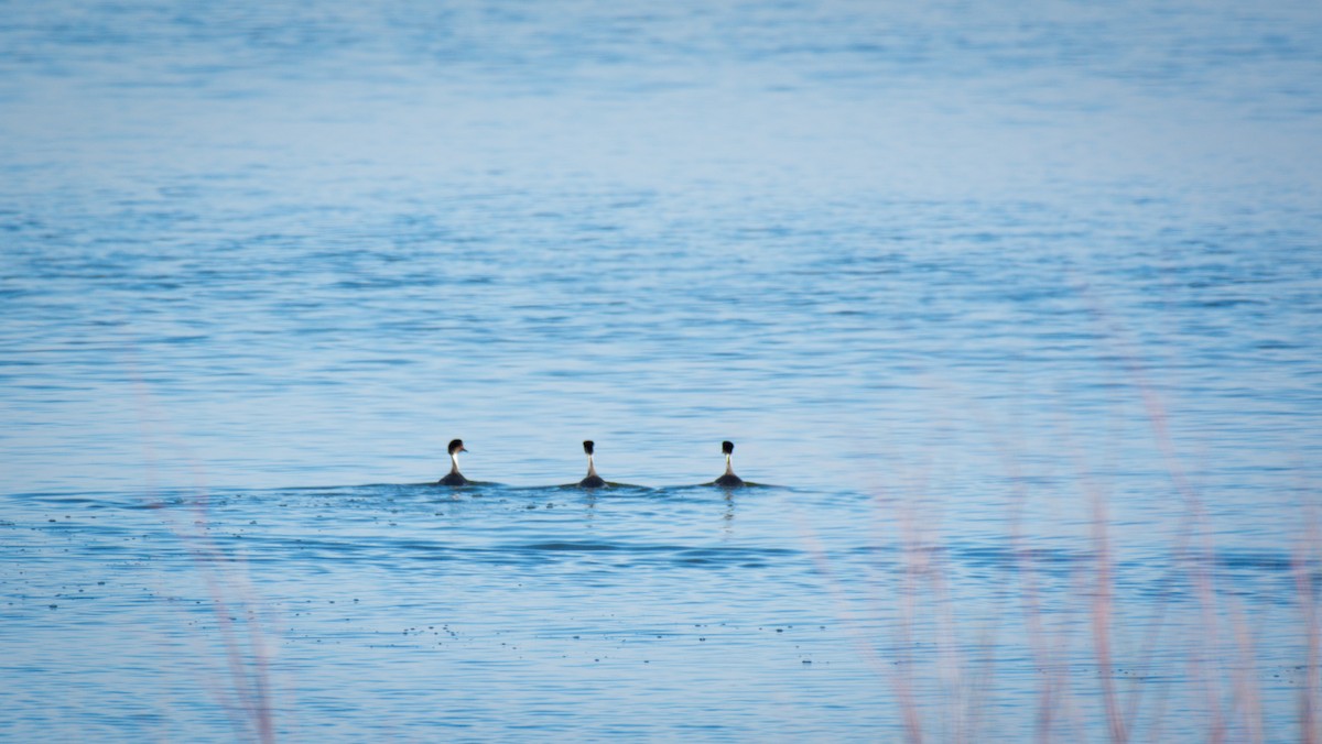 Silvery Grebe - ML642675245
