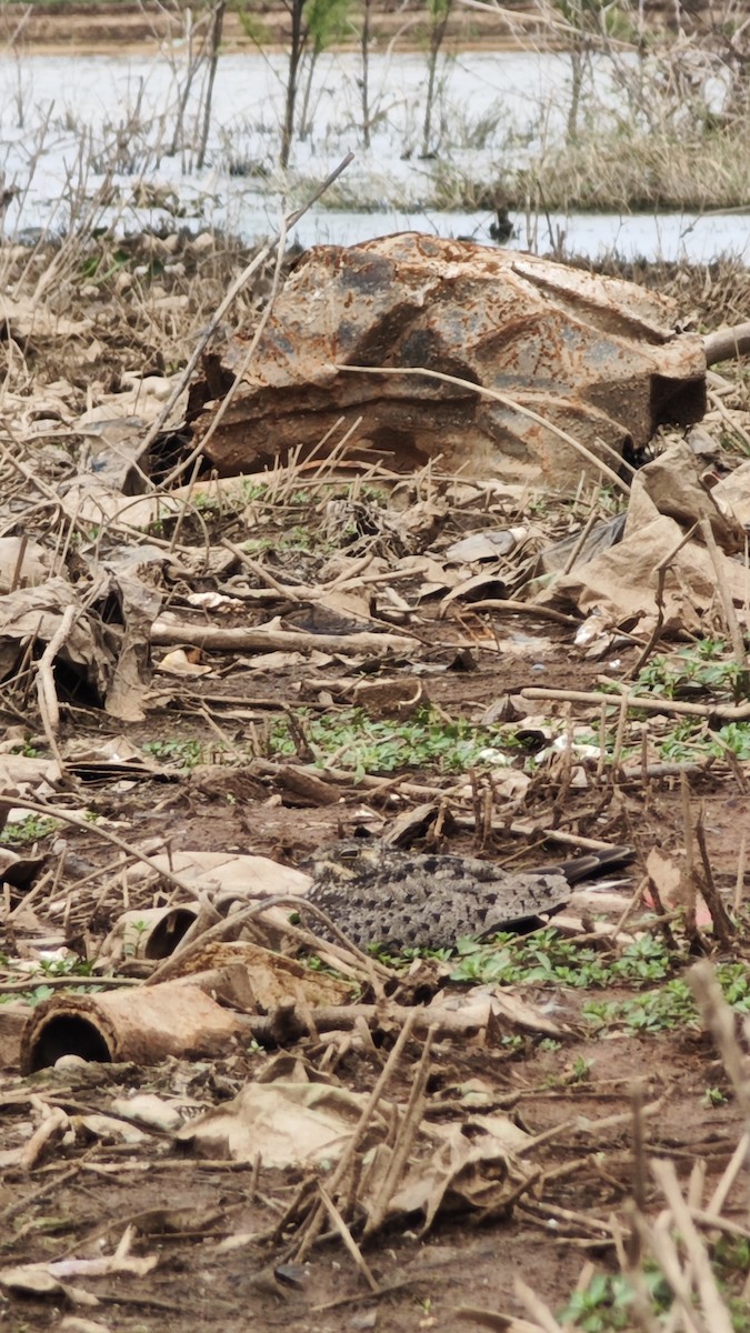 Nacunda Nighthawk - ML642675247