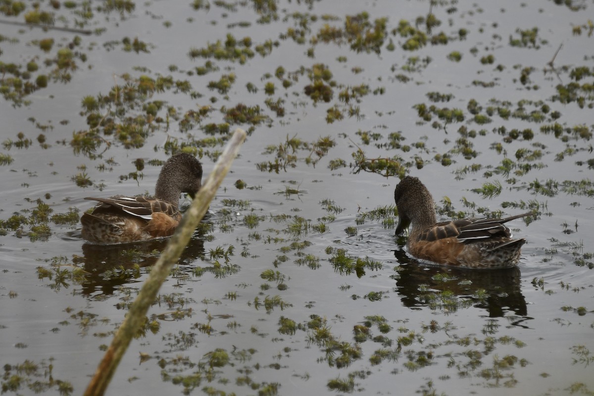 Canard d'Amérique - ML642675248