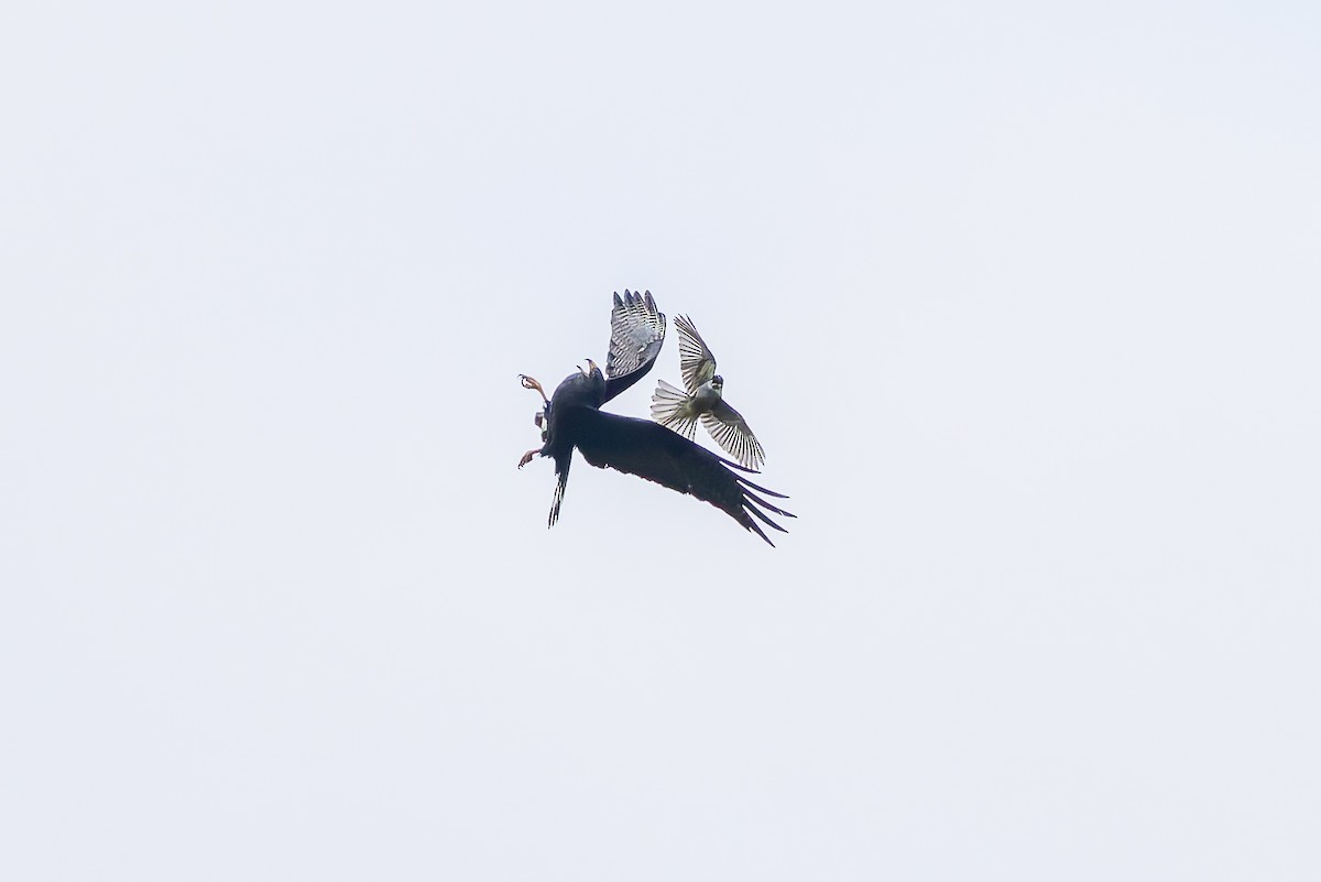 Thick-billed Kingbird - ML642675257