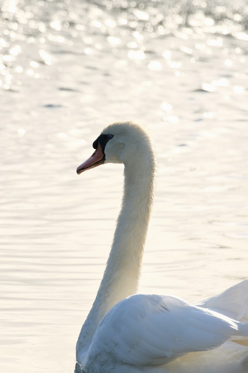 Höckerschwan - ML642675259