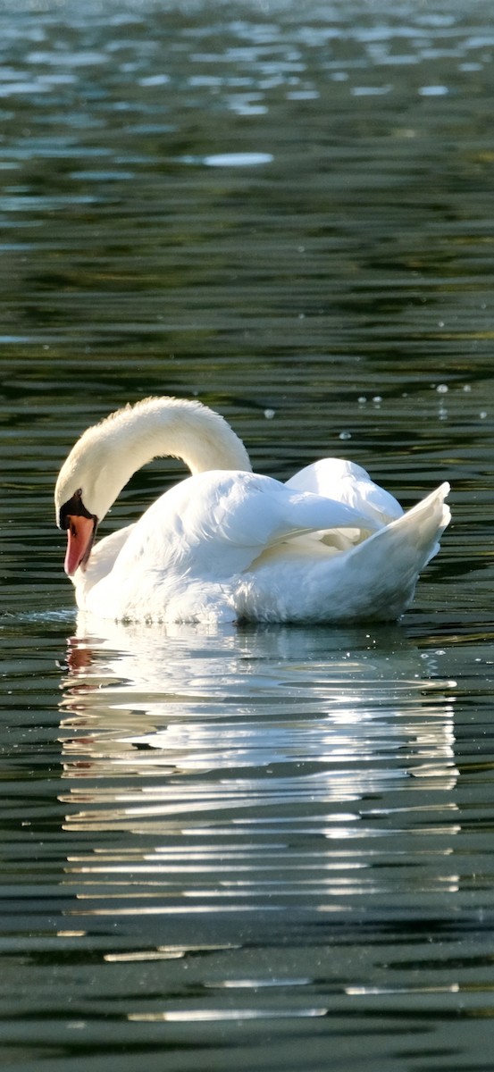 Höckerschwan - ML642675260