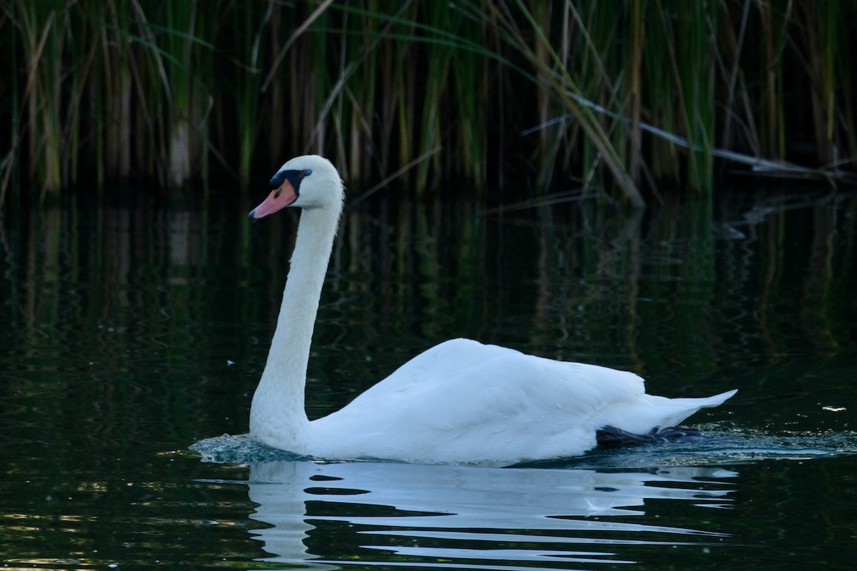 Höckerschwan - ML642675261