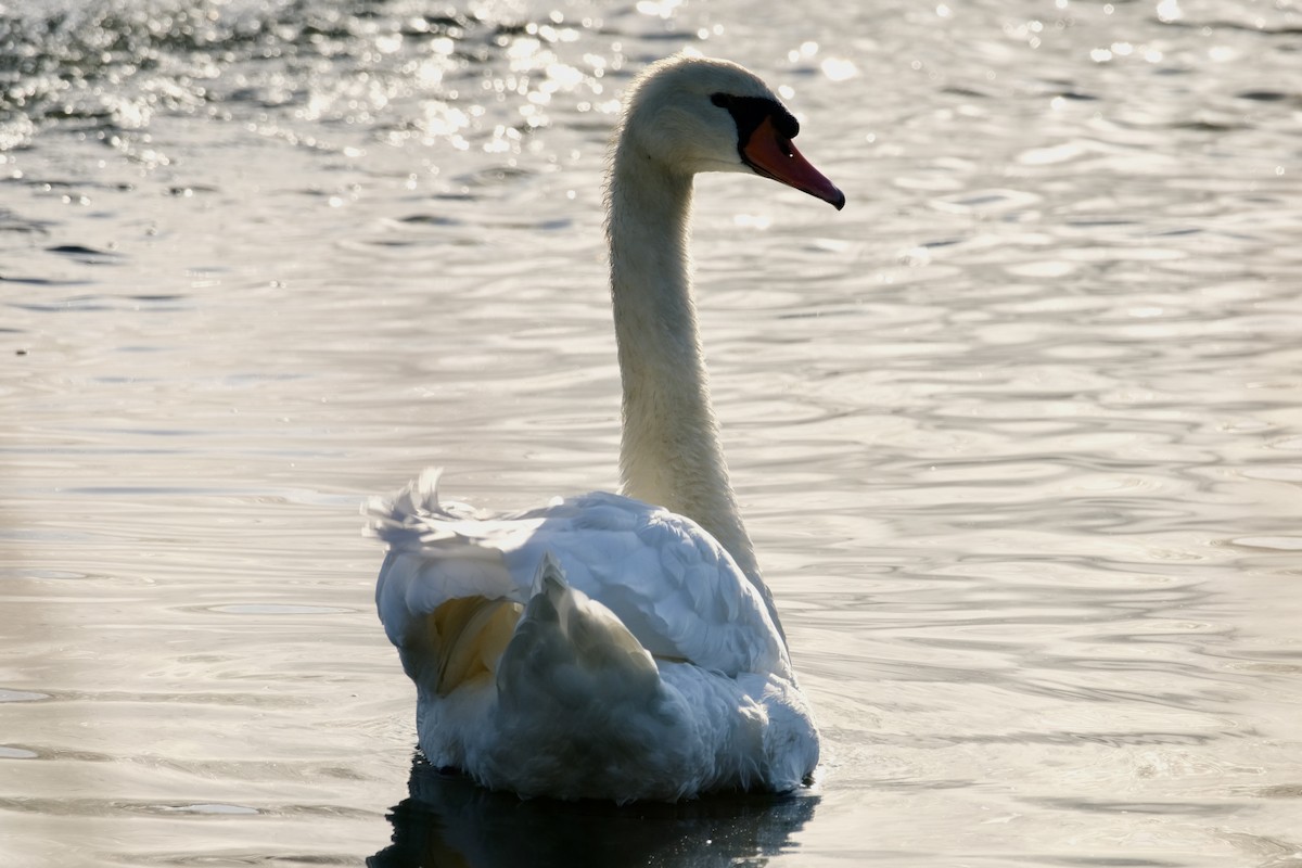 Höckerschwan - ML642675262