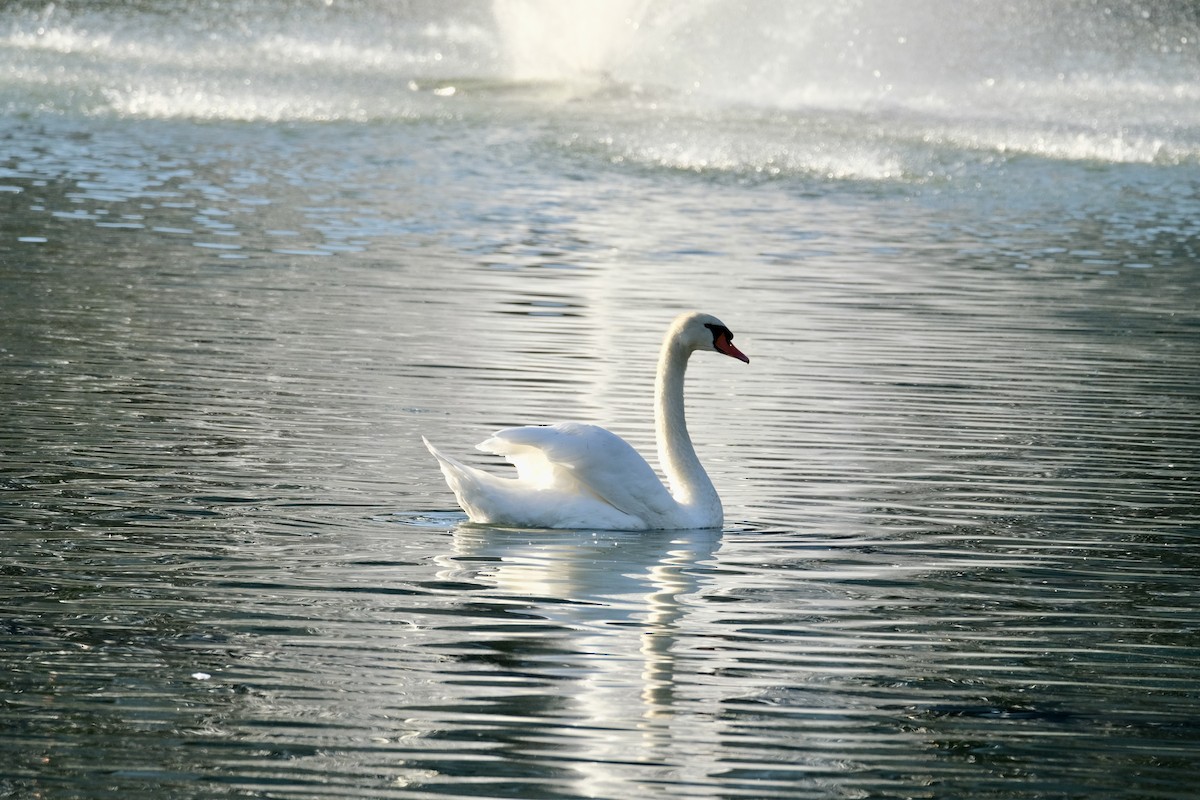 Höckerschwan - ML642675263
