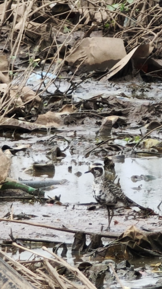 American Golden-Plover - ML642675265