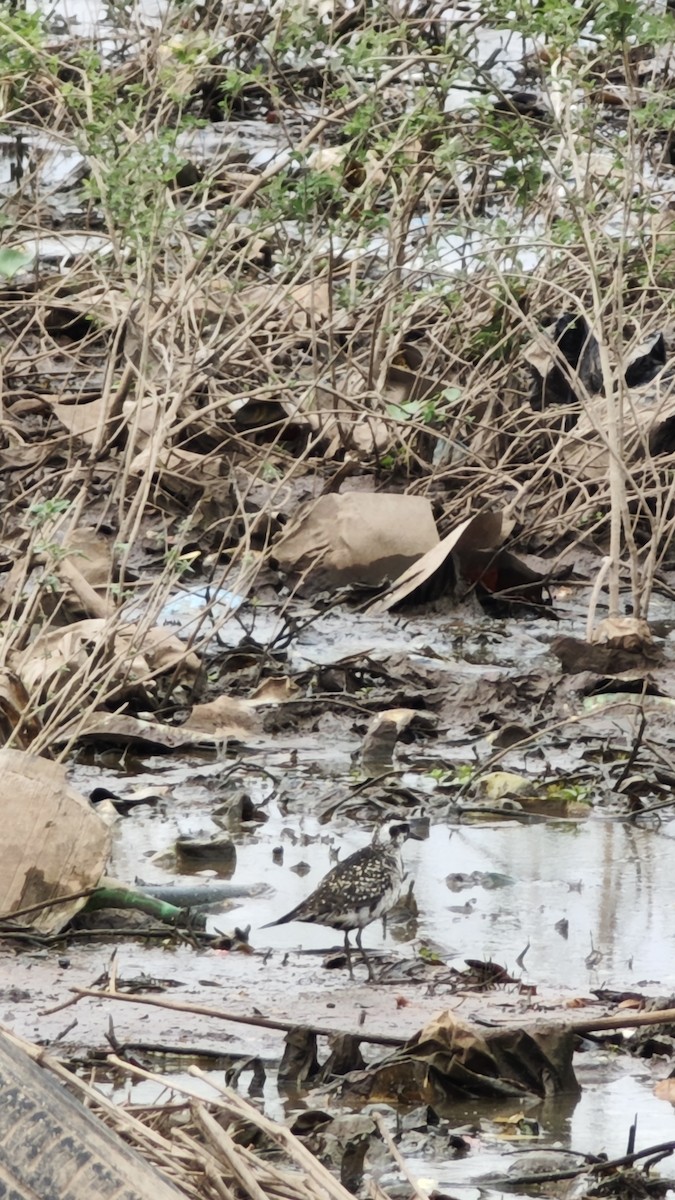 American Golden-Plover - ML642675266