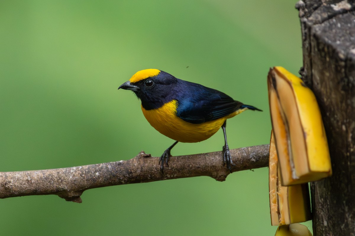 Orange-bellied Euphonia - ML642675271