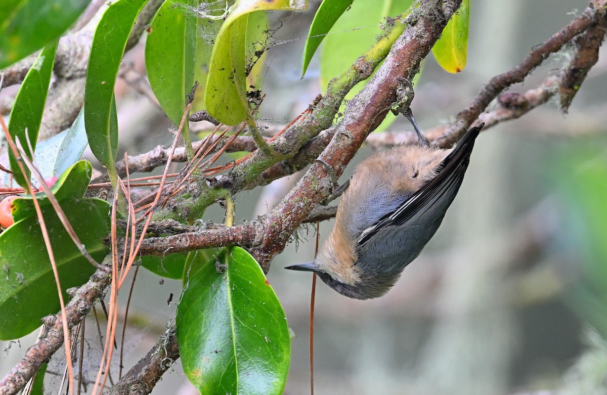 Pygmy Nuthatch - ML642675274