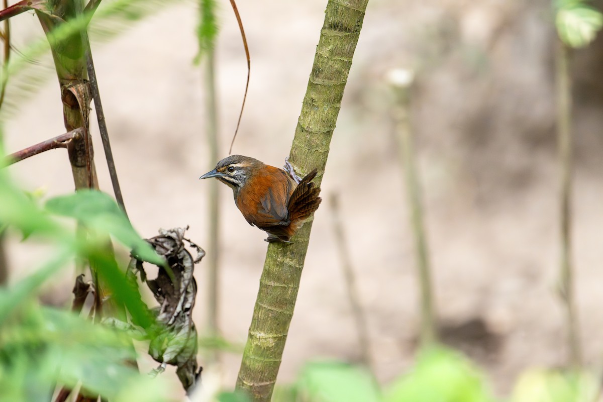 Whiskered Wren - ML642675279