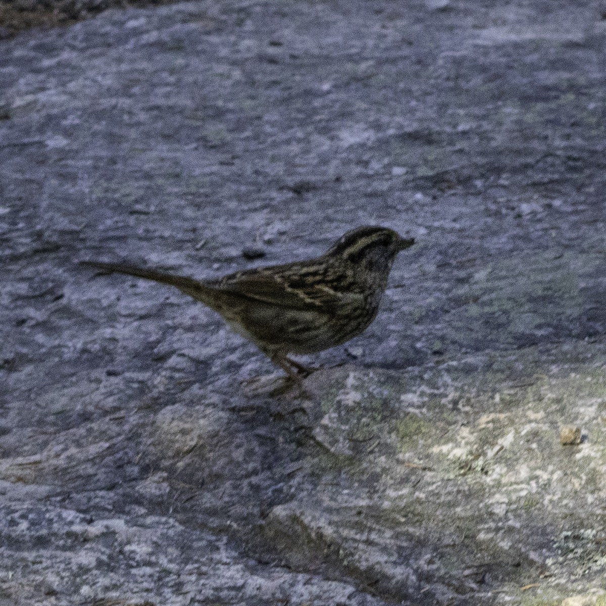 White-throated Sparrow - ML642675281