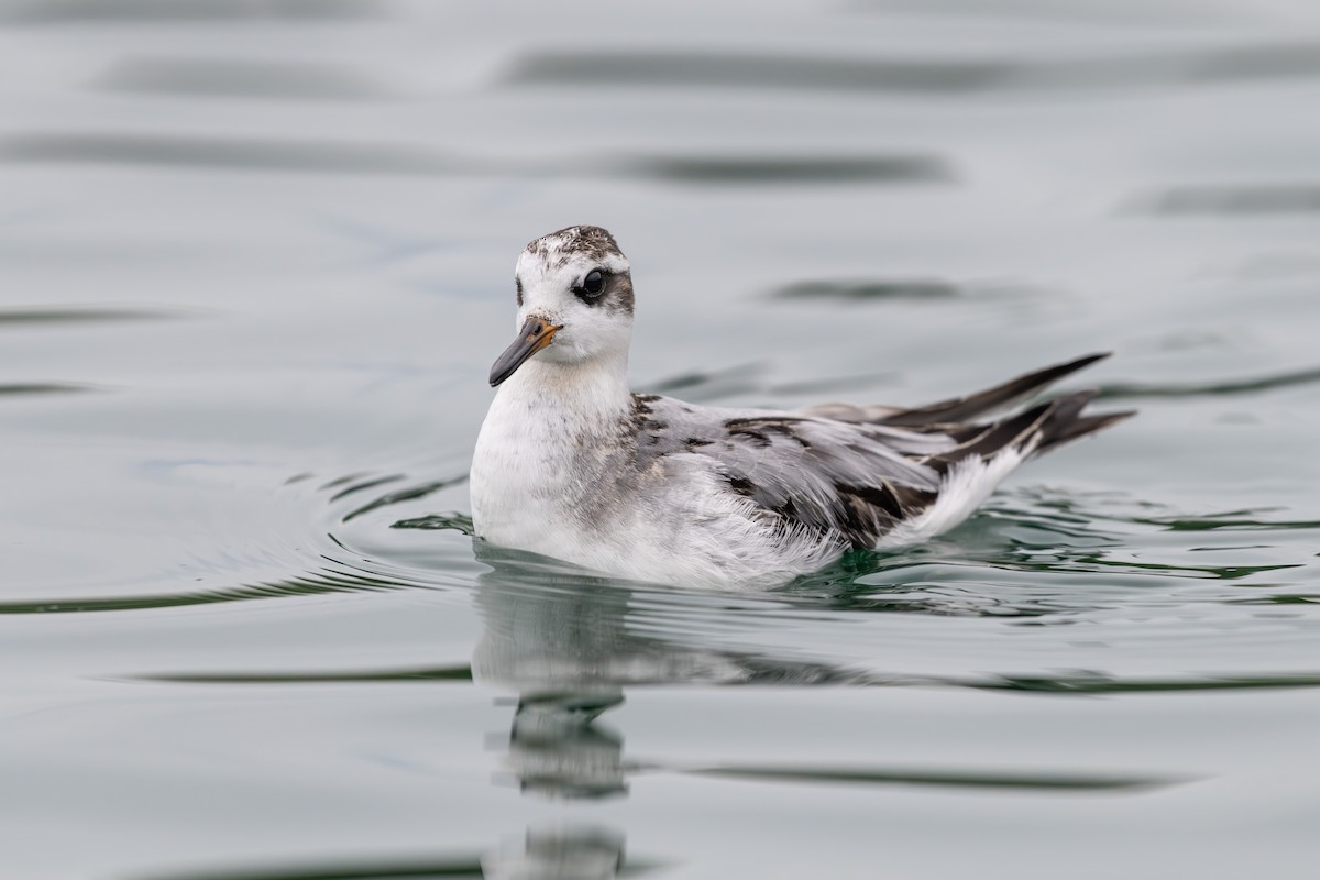 Red Phalarope - ML642675282