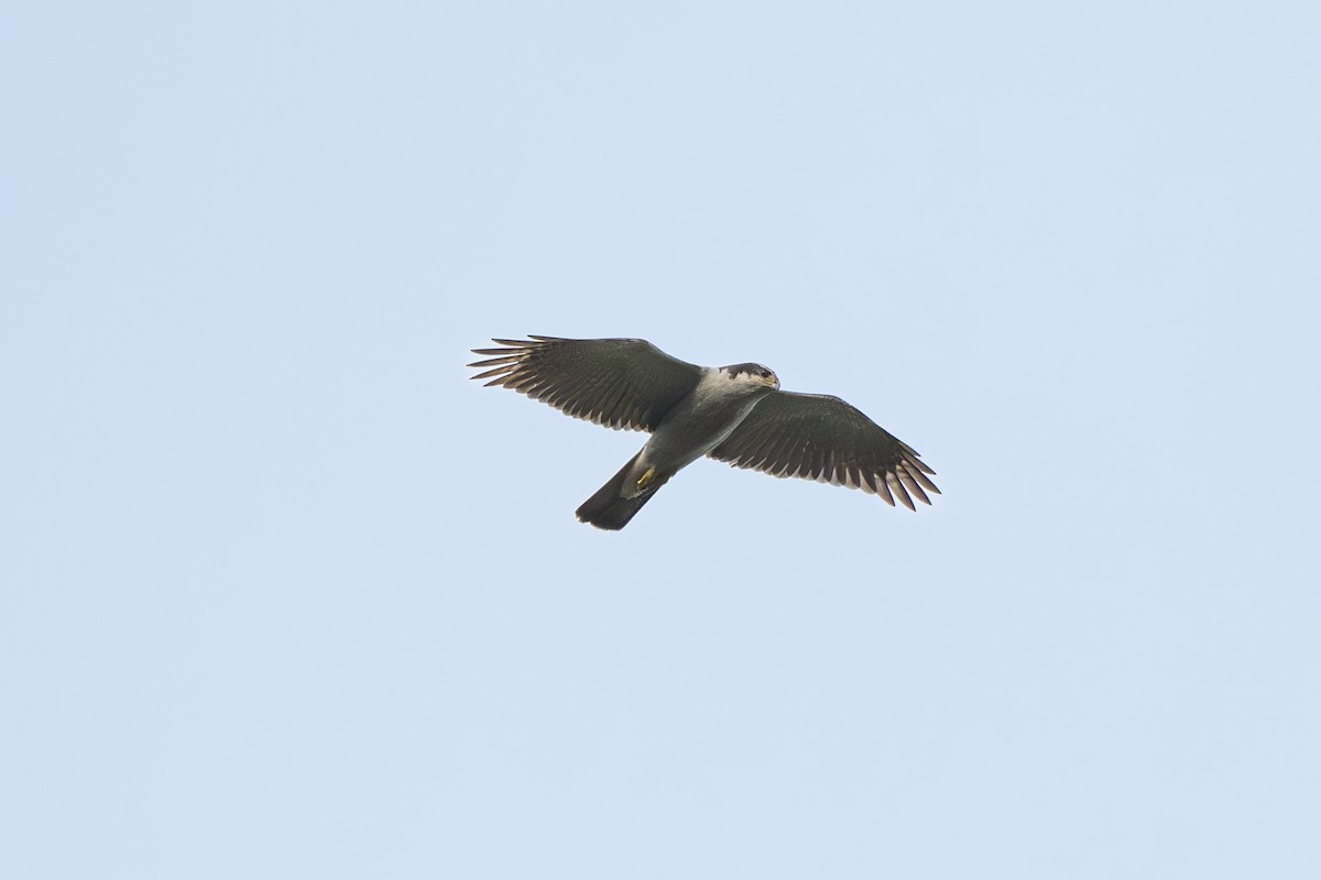 American Goshawk - ML642675297