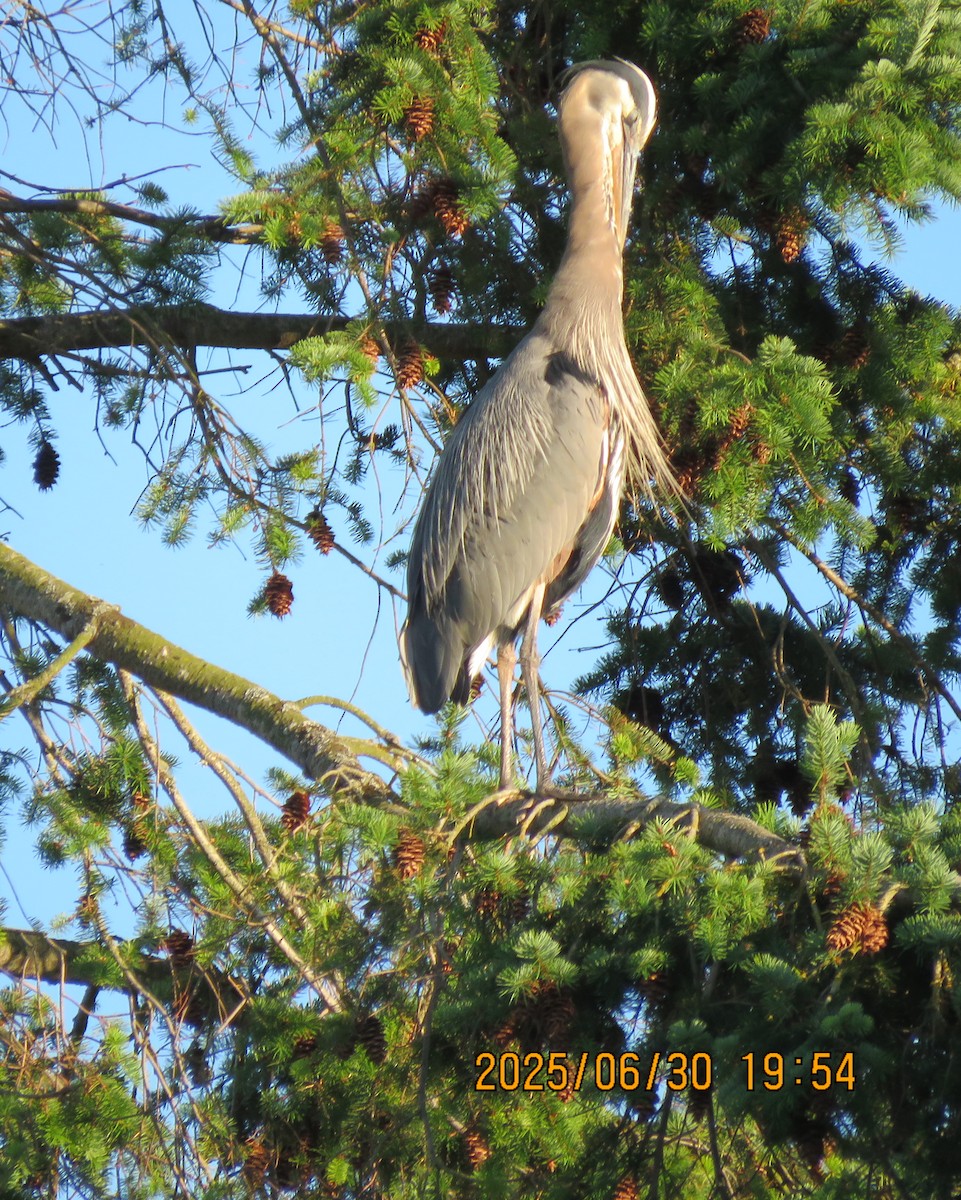 Great Blue Heron - ML642675298
