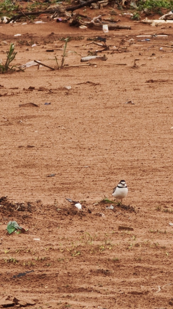 Collared Plover - ML642675301