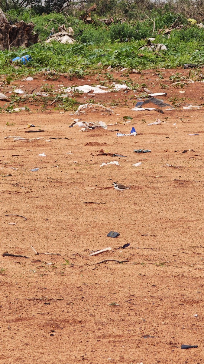 Collared Plover - ML642675302