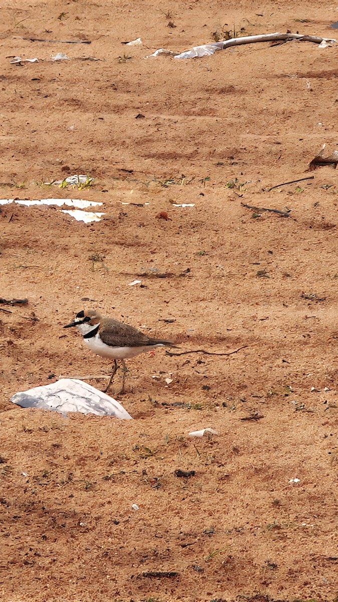 Collared Plover - ML642675303