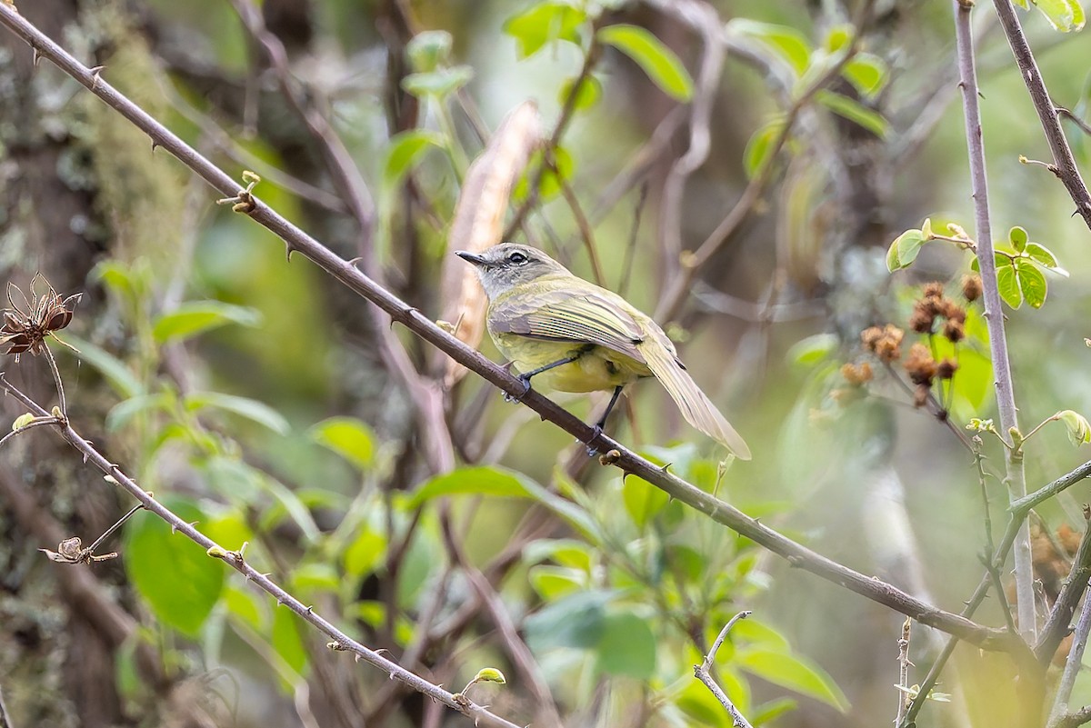 Greenish Elaenia (West Mexico) - ML642675313