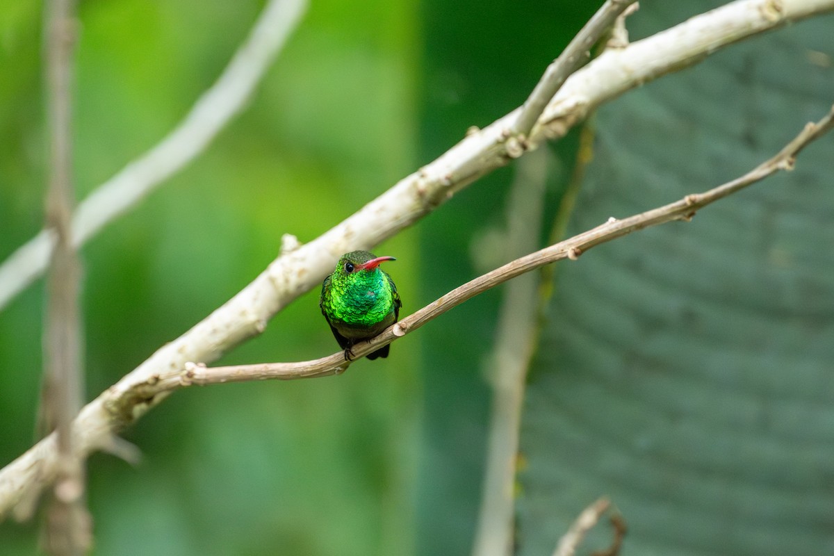 Rufous-tailed Hummingbird - ML642675314