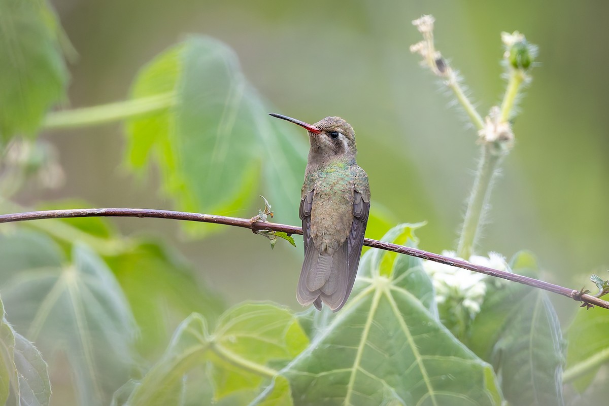 Dusky Hummingbird - ML642675315