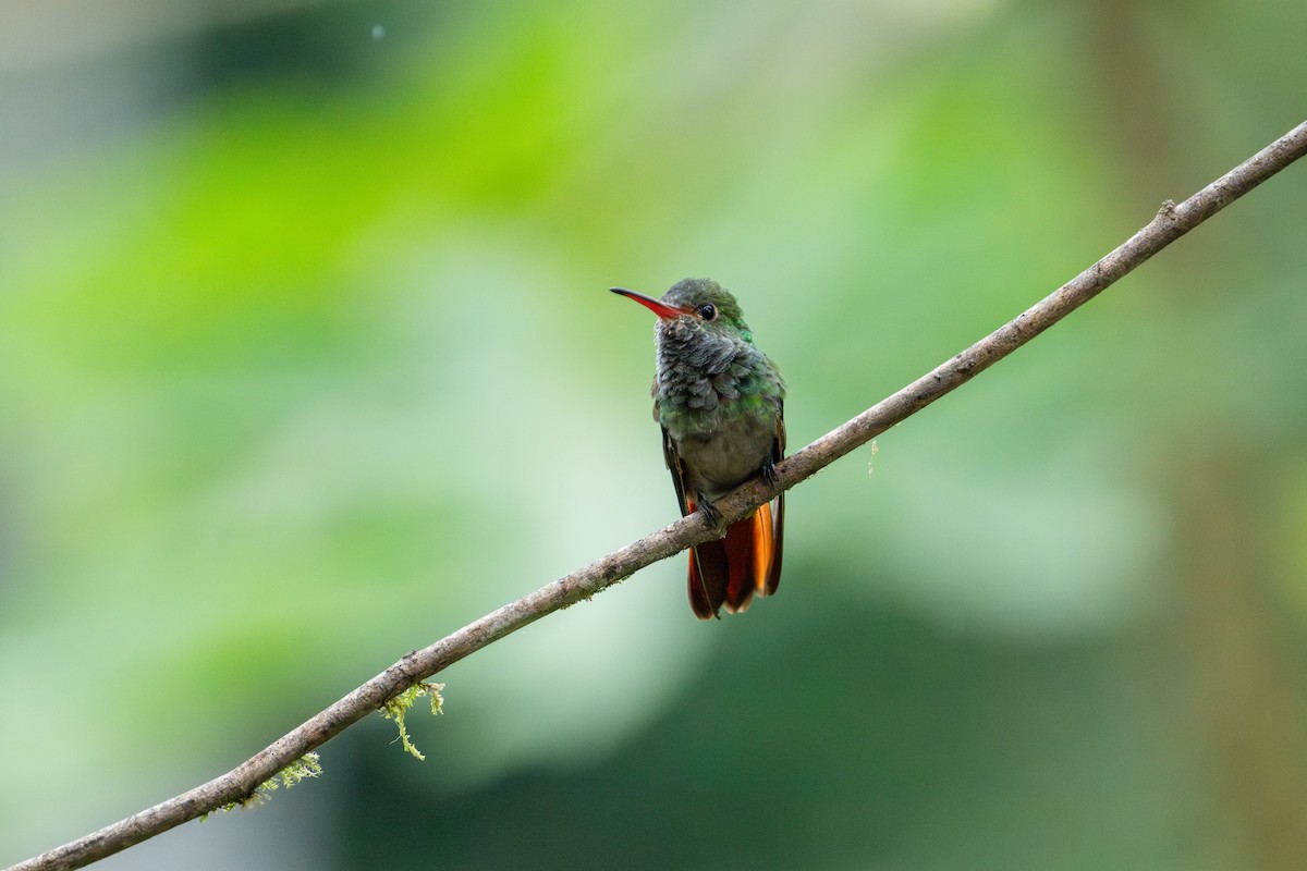 Rufous-tailed Hummingbird - ML642675316