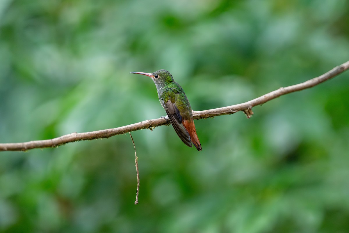 Rufous-tailed Hummingbird - ML642675317