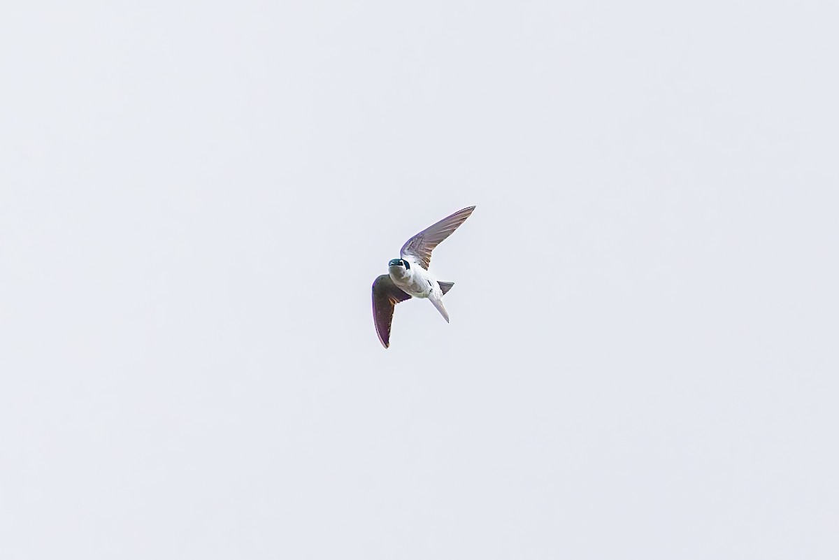 Violet-green Swallow - ML642675321