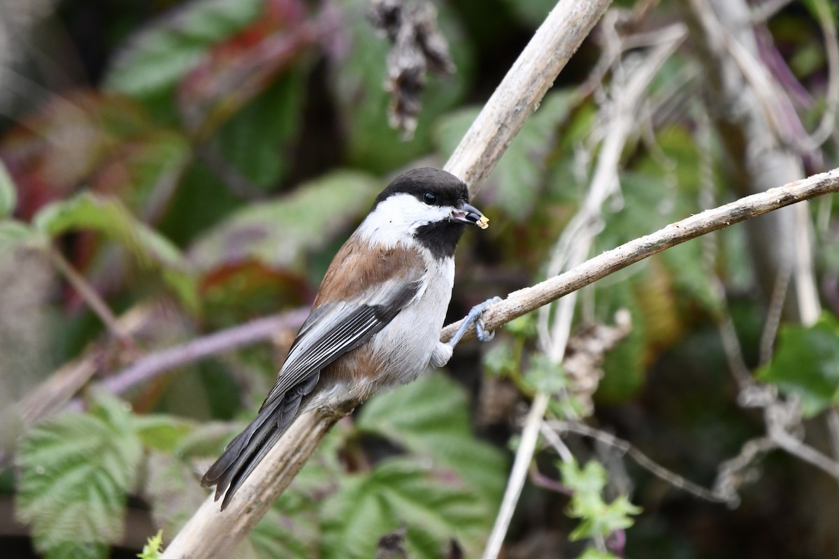 Mésange à dos marron - ML642675326