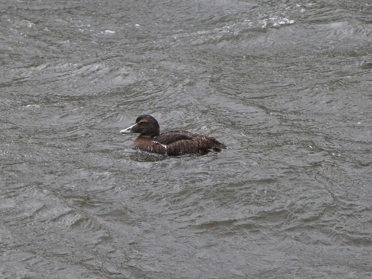 Eider à duvet (faeroeensis) - ML642675328