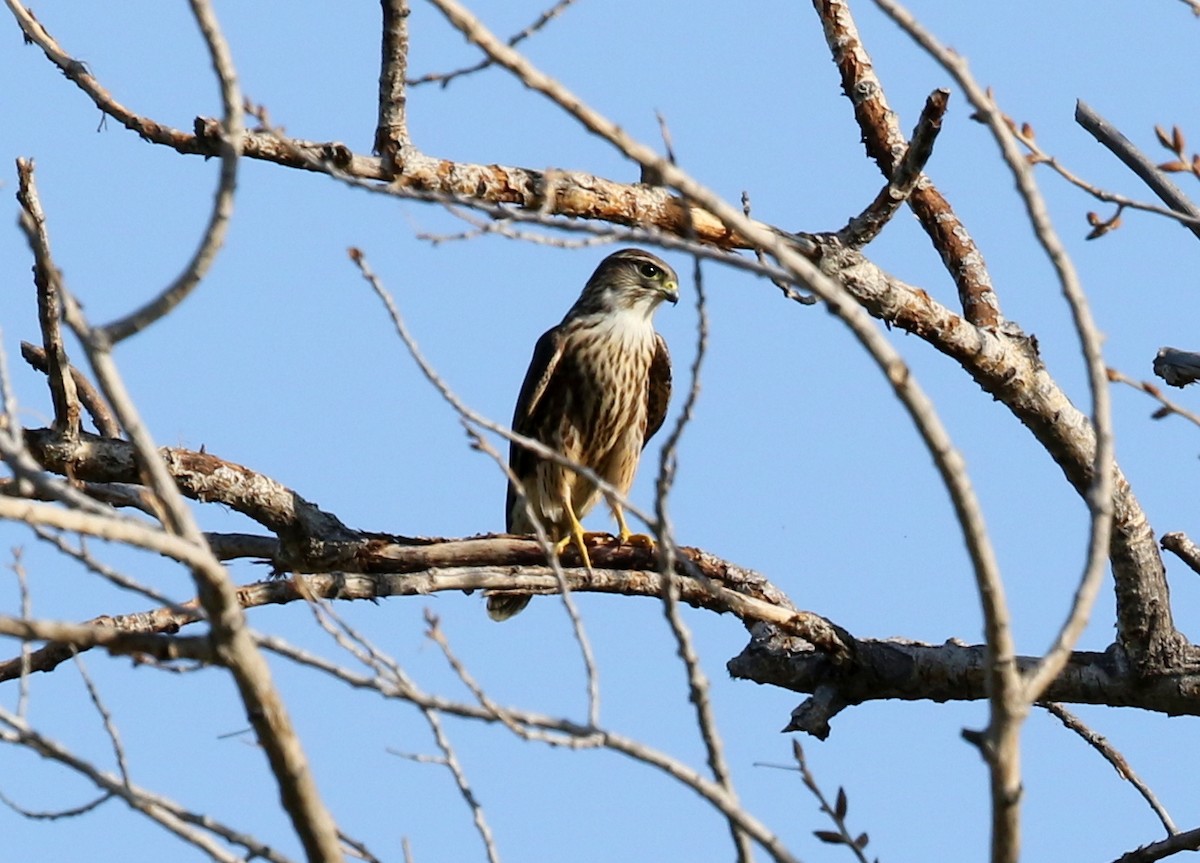 Faucon émerillon (columbarius) - ML642675333