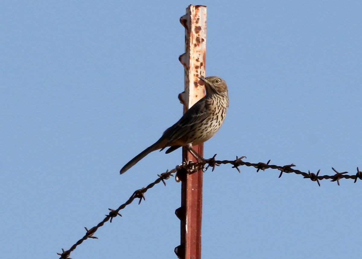 Sage Thrasher - ML642675341