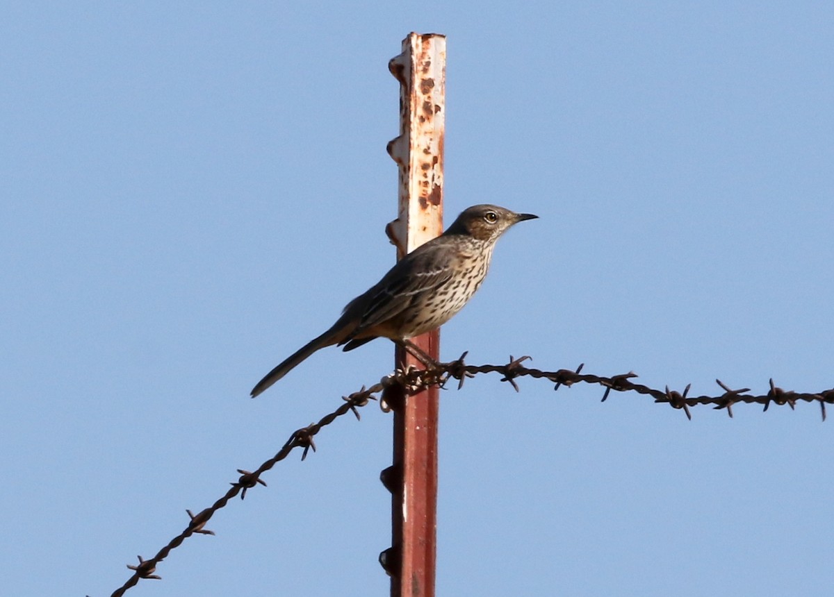 Sage Thrasher - ML642675345