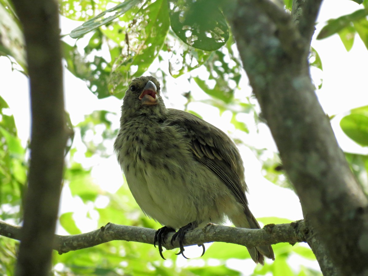 Vegetarian Finch - ML642675347