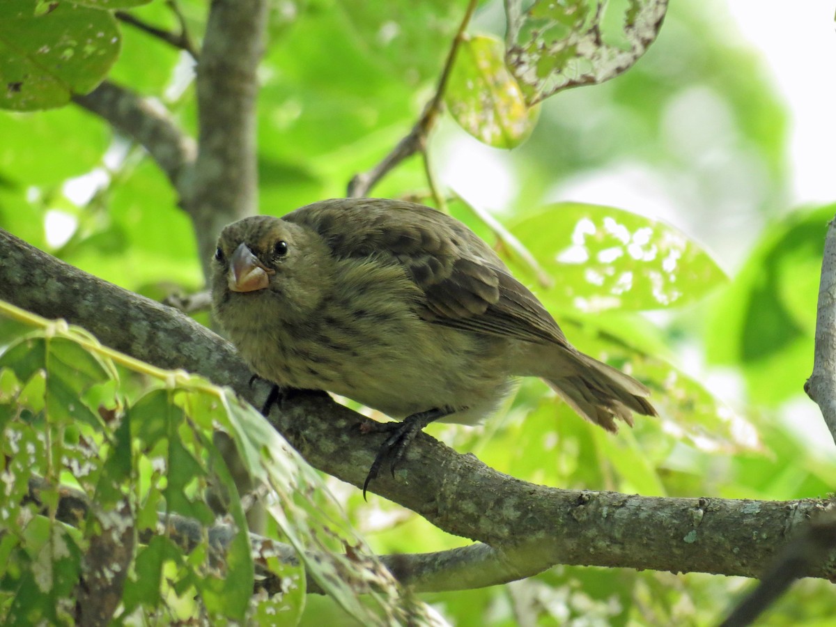 Vegetarian Finch - ML642675348
