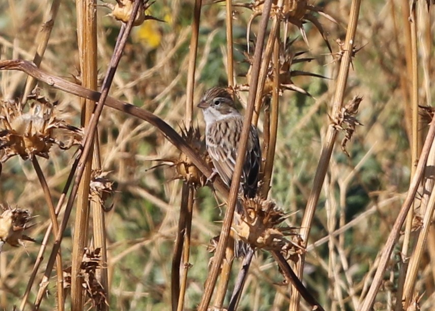 Brewer's Sparrow - ML642675349