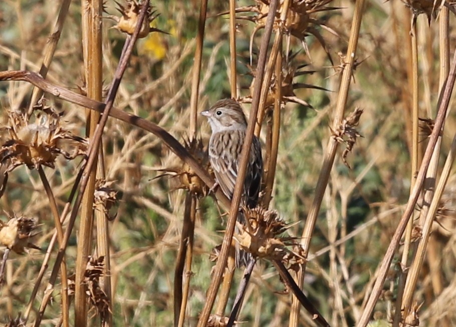 Brewer's Sparrow - ML642675351