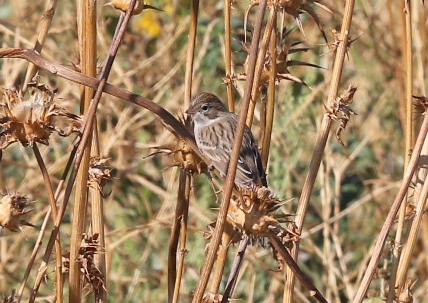Brewer's Sparrow - ML642675361