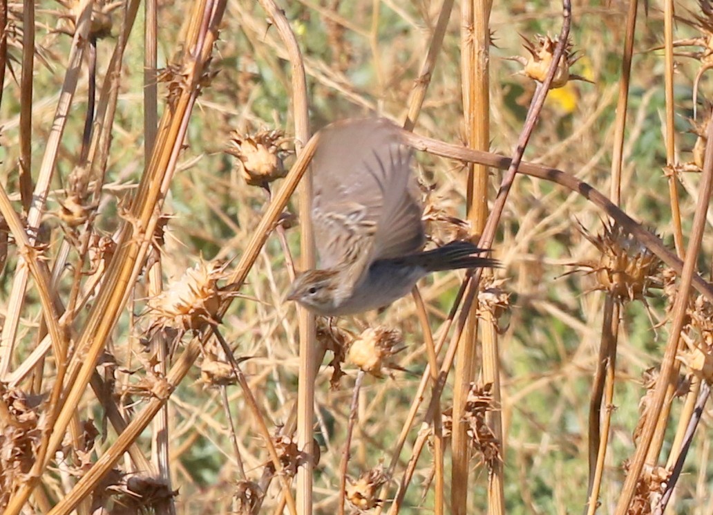 Brewer's Sparrow - ML642675364