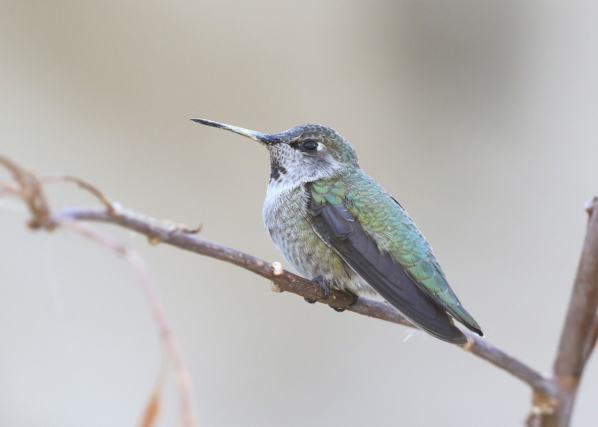 Colibri d'Anna - ML642675374