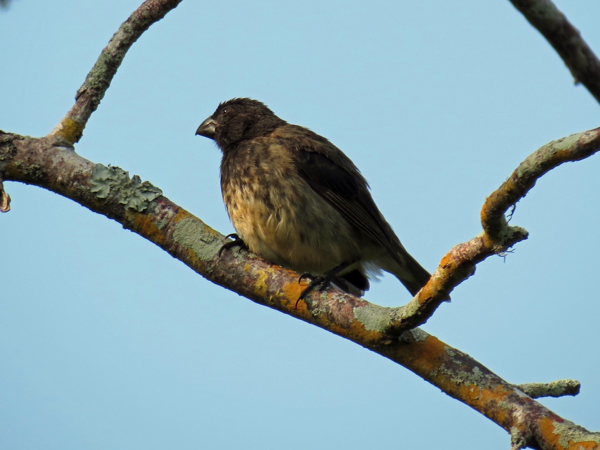 Large Tree-Finch - ML642675376
