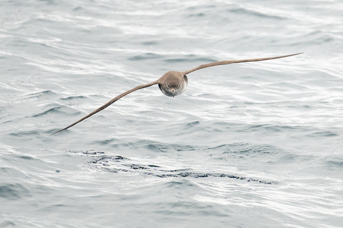 Pink-footed Shearwater - ML642675394