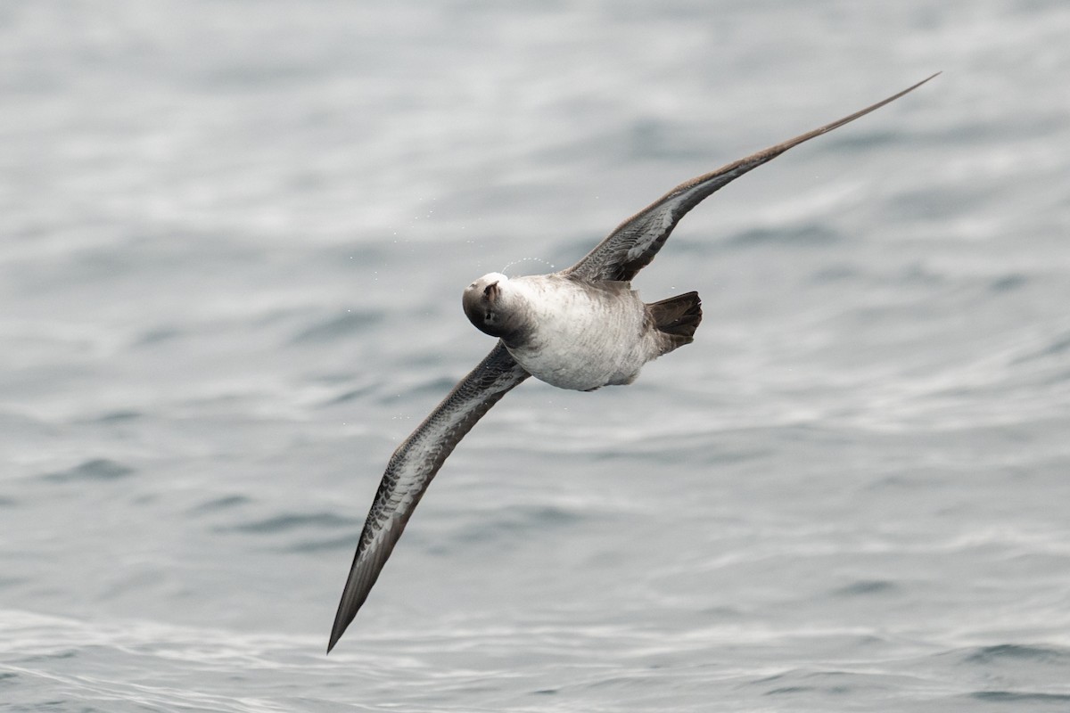 Pink-footed Shearwater - ML642675395