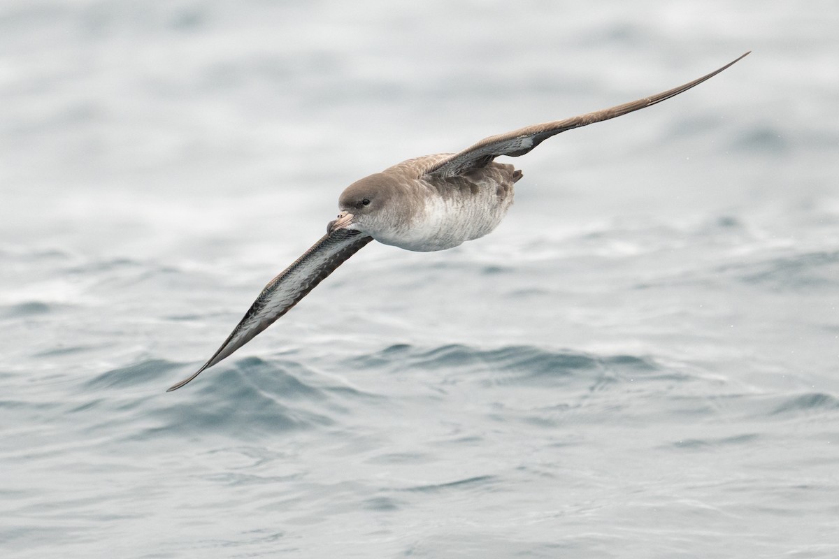 Pink-footed Shearwater - ML642675396