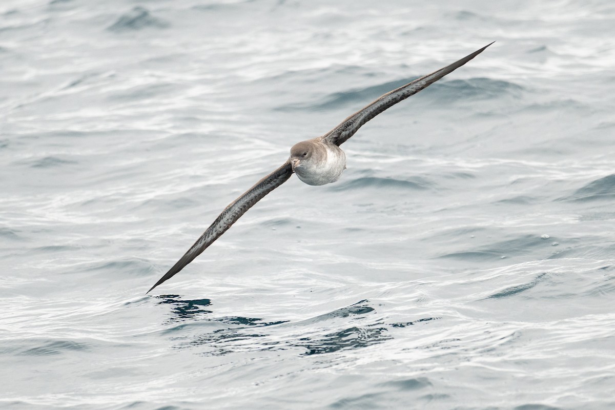 Pink-footed Shearwater - ML642675397