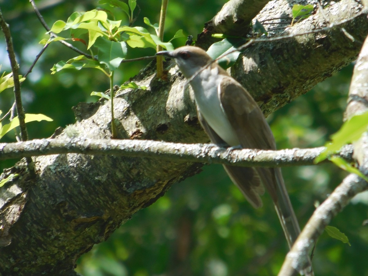 Black-billed Cuckoo - ML642675401
